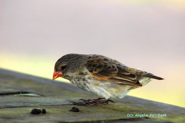 Darwin finch - female