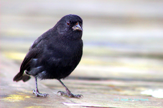 Darwin finch - male