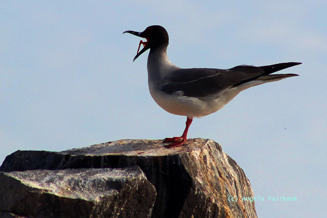 swallow tail gull