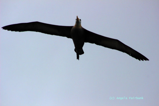 albatross in flight