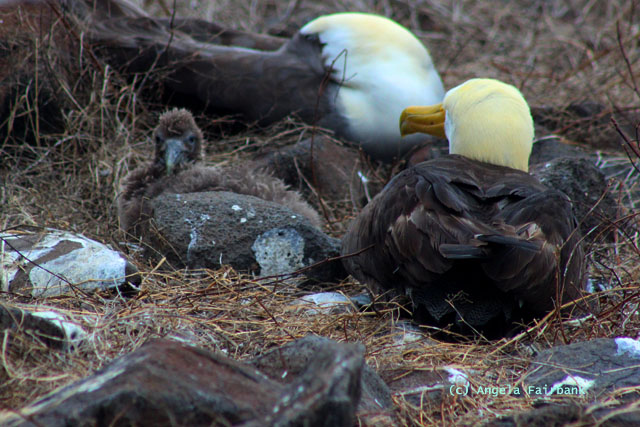 albatross and chick