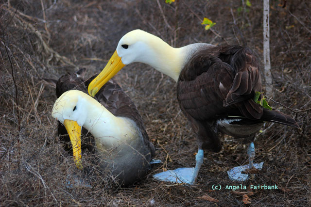 albatross couple in mating mode