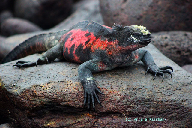 marine iguana