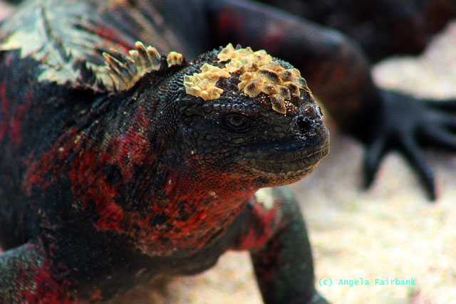 marine iguana