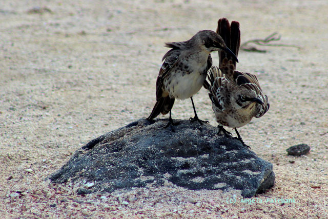 two mocking birds doing mating dance