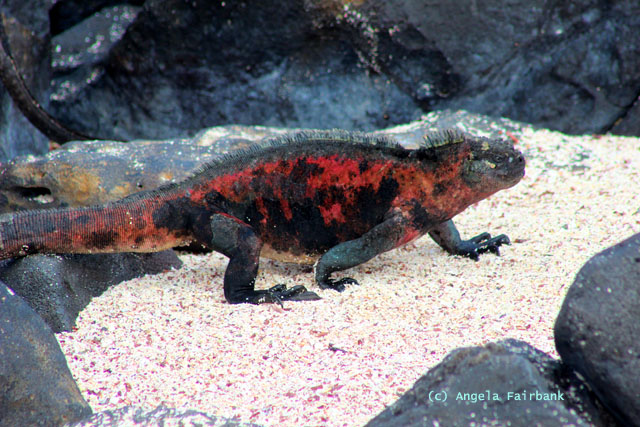 marine iguana
