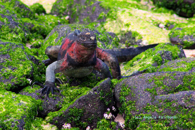 marine iguana