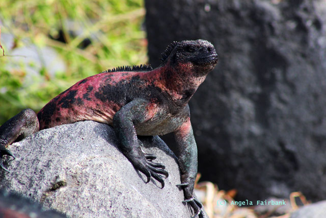marine iguana