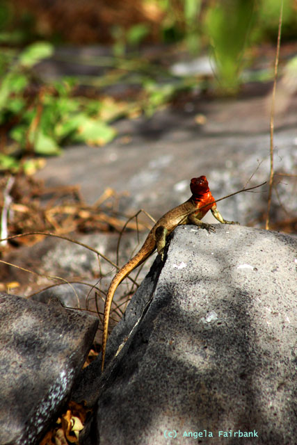 lava lizard