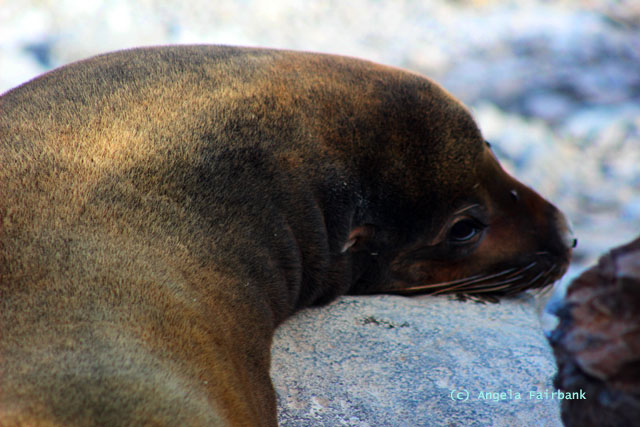 sea lion