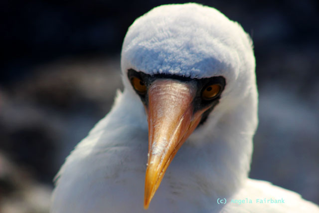 nazca booby