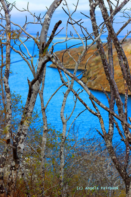 palo santo trees at darwin lake