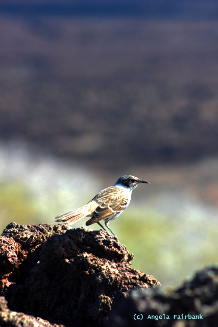 mockingbird