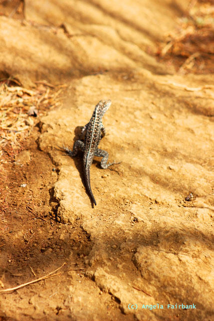 lava lizard