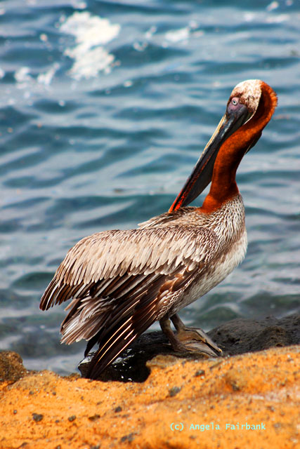 pelican