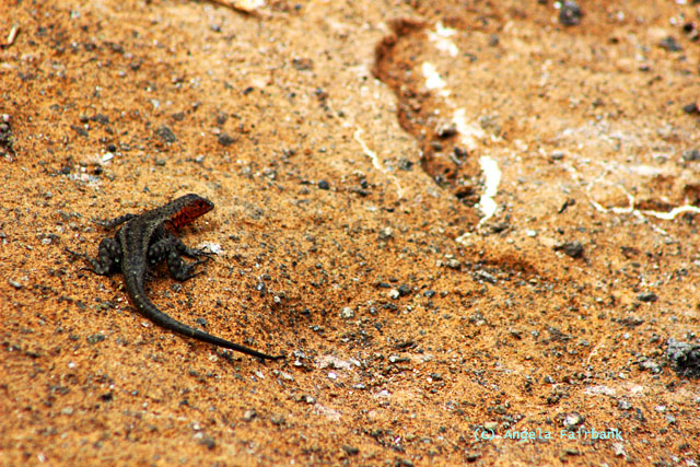 lava lizard