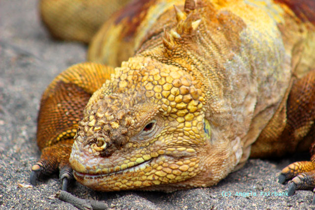 land iguana
