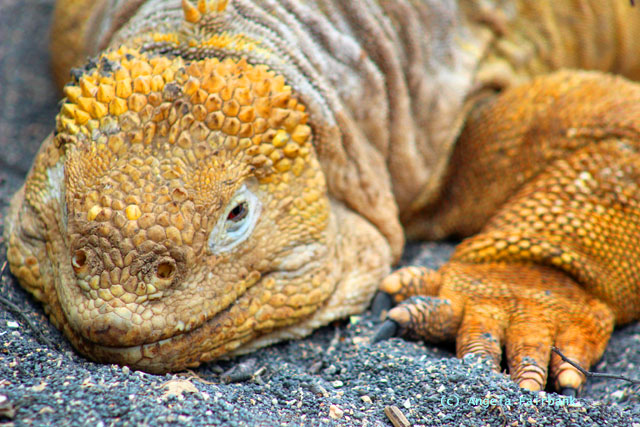land iguana