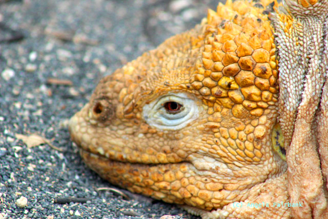 land iguana detail