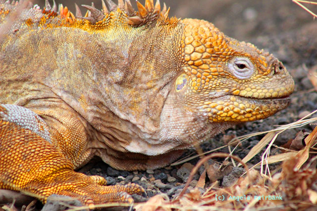 land iguana