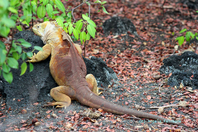 land iguana