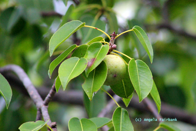 poison apple