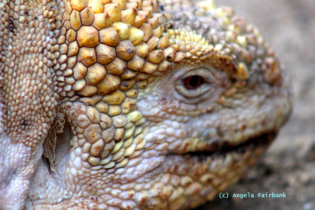 land iguana