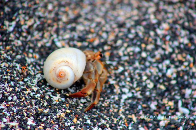 hermit crab