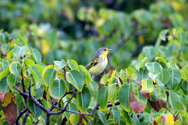 yellow warbler