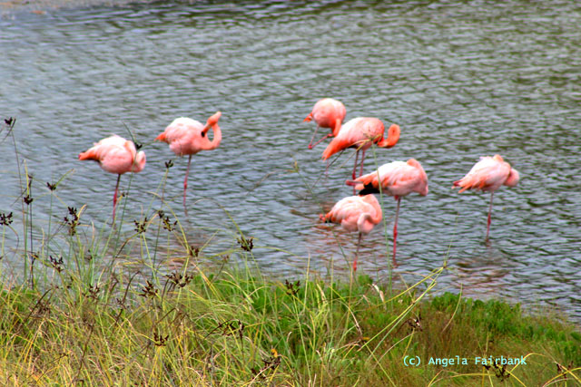 flamingos