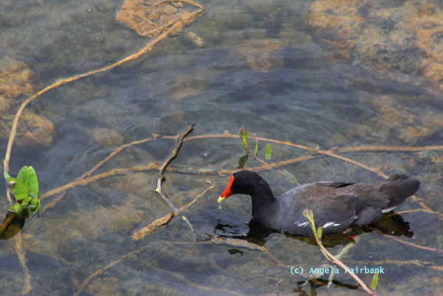 common gallinule or moorhen