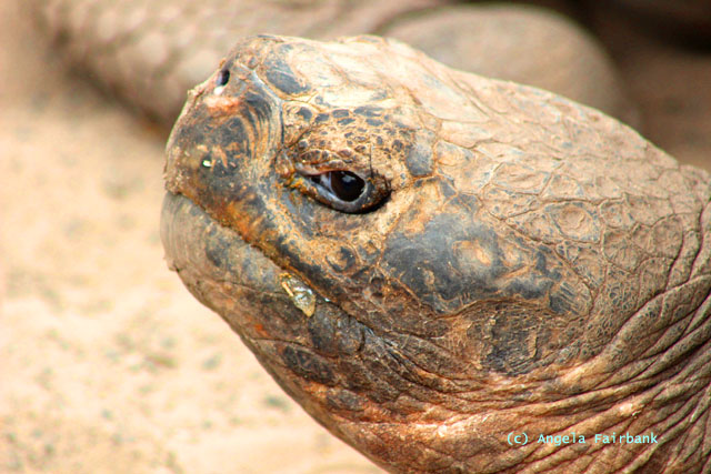 tortoise detail