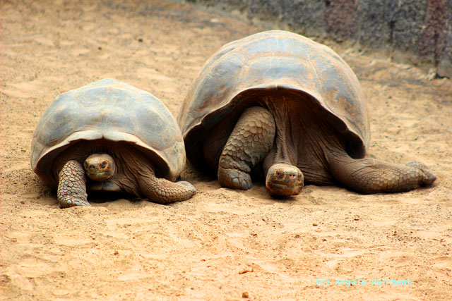 giant tortoises