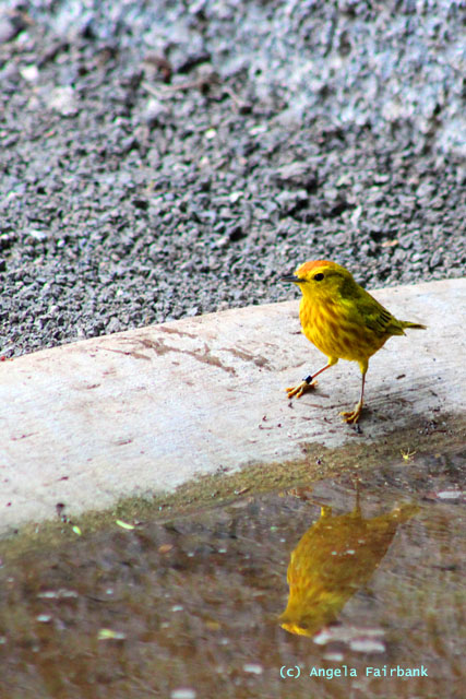 yellow warbler