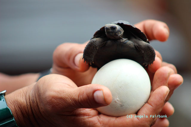 baby tortoise