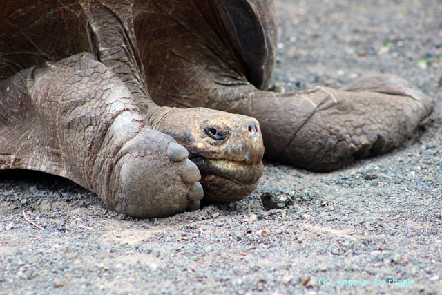 tortoise