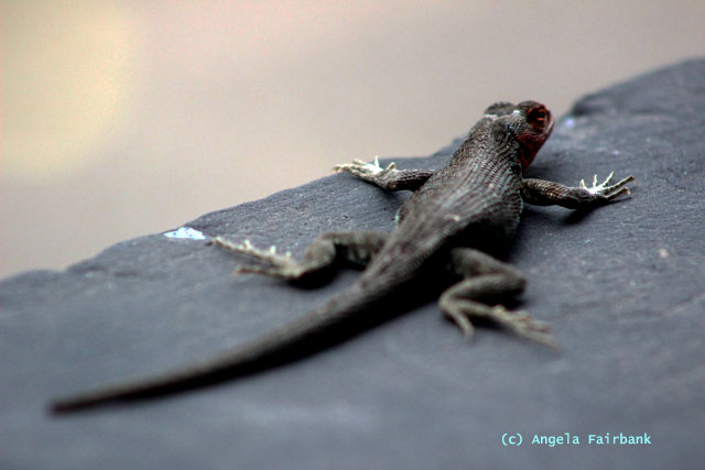 lava lizard