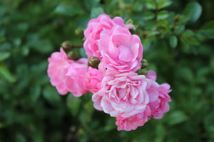pink flower