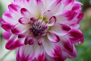 dahlia 3