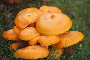 mushrooms