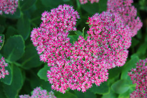 pink flowers