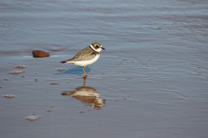 Brackley Beach 4