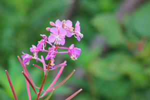 fireweed