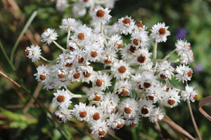white flowers