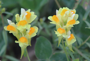orchids