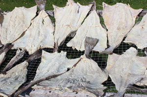 cod drying in the sun