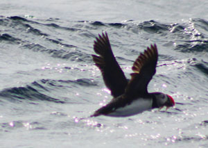 puffin