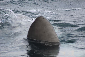 ocean sunfish