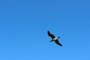 seagull in flight