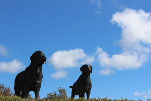 dogs